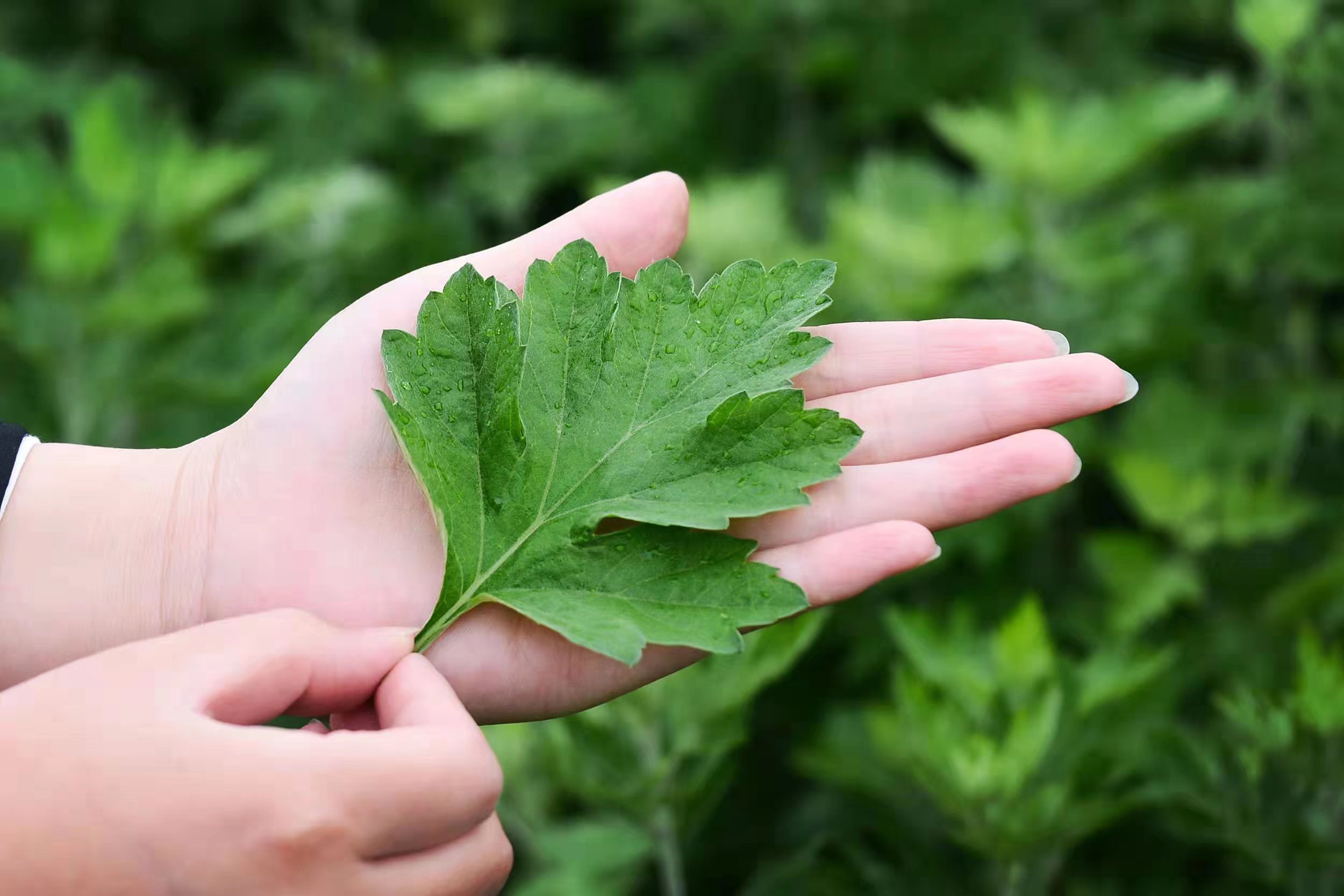 便捷式GC-MS仪器-Anyeep MATE 11便携式GC