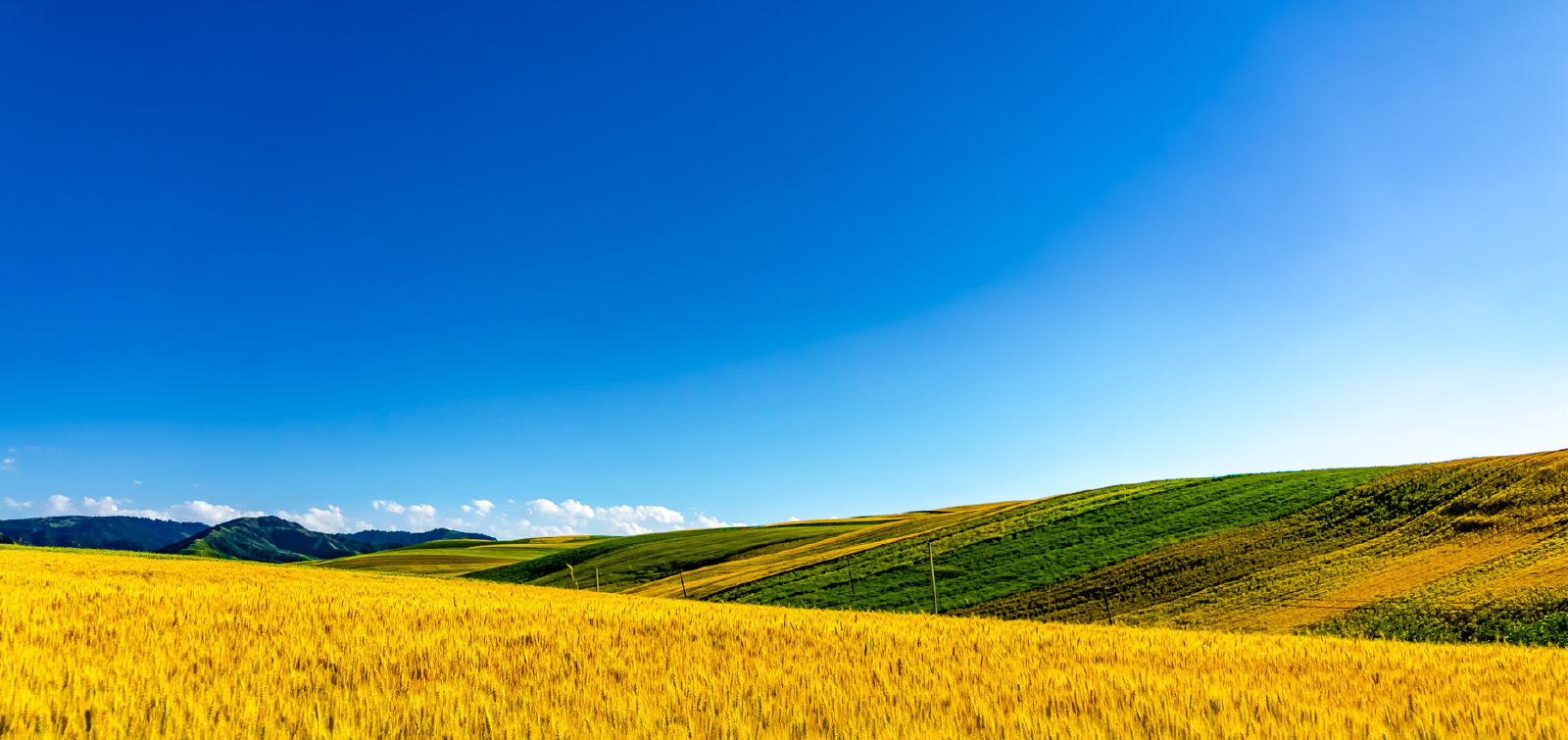 国产单四极杆气相色谱质谱联用仪-安益谱7700单四极杆气相色